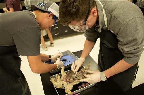 Two boys dissecting a frog in a dual credit science class